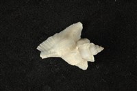 藏品(三角芭蕉螺)的圖片